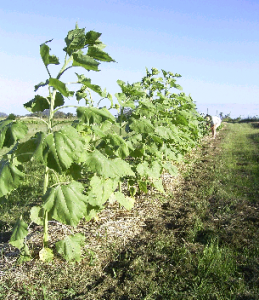 biodynamic_farming