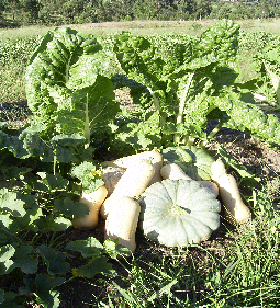 biodynamic_produce