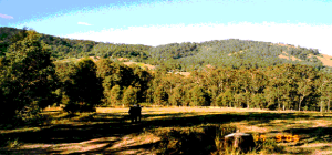 jacaranda_landscape