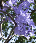 jacaranda3