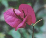 Bougainvillea