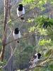 Butcher Birds at Jacaranda Haven