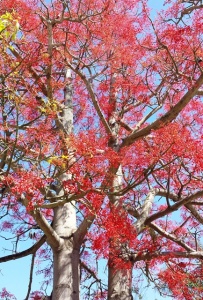 Flame Tree by Terri