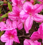 Flower - Pink Azalea