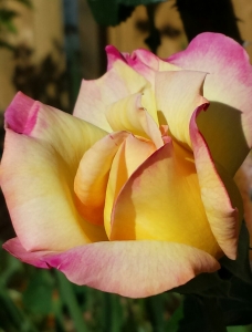 Flower - Rose Bud by Terri