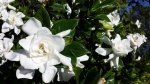 Gardenia