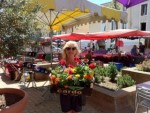 Gerry Taylor-Wood market flowers in France