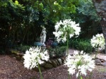 Grail Haven-White Agapanthus