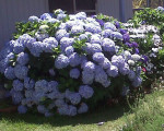 Hydrangeas at Jacaranda Haven