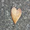 Leafy Heart