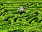 Mazes