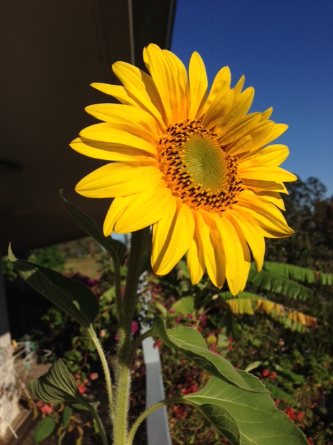 Sunflower by JB