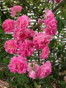 Narelle's rambling rose at JH