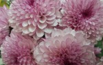 Pink Dahlias - Flower