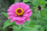 Pink Flower by Terri