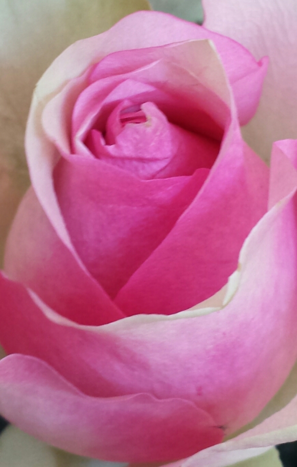 Pink Rose by Terri