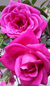 Pink Roses from Jacaranda Haven by Terri