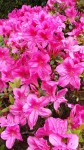 Pink Spring Flowers 2