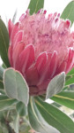 Protea