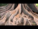 tree-roots