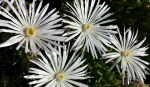 White Flowers by Terri