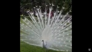 White Peacock