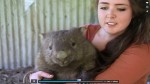 Wombats