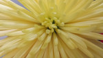 Yellow Flower by Terri