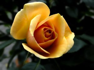 Yellow Rose