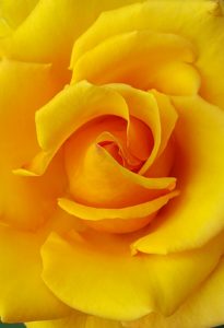 yellow-rose-by-terri