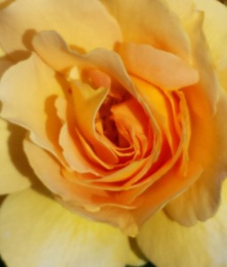 Yellow Rose by Terri