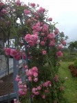 arch-of-roses-jacaranda-haven