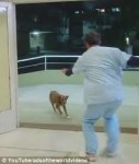 dog at hospital