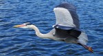 grey-heron-in-flight