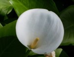 white arum lily by Terri